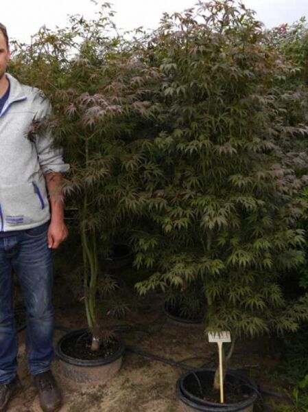 Acer palmatum 'Atropurpureum' (Roter Fächer-Ahorn) als mehrstämmiger Strauch im Container, rote bis grüne, gelappte Blätter