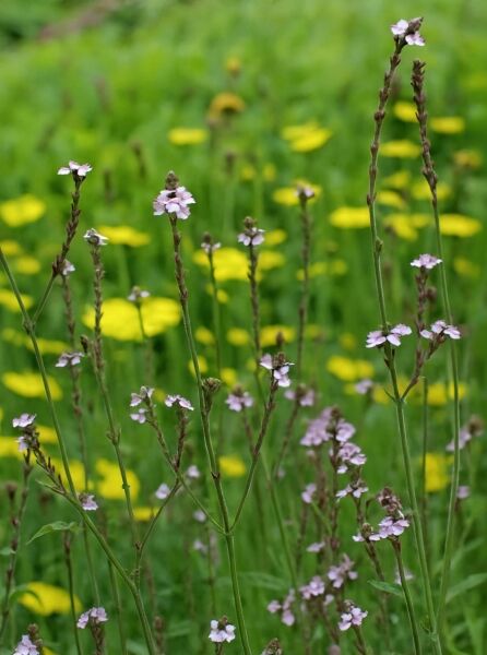 Verbena officinalis (Echtes Eisenkraut) mit aufrechten Stängeln und kleinen hellvioletten Blüten in lockeren Ähren