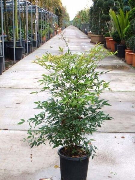 Nandina domestica (Heiliger Bambus/Himmelsbambus) 40–50 cm C10, buschige Pflanze im Topf mit grünen Blättern