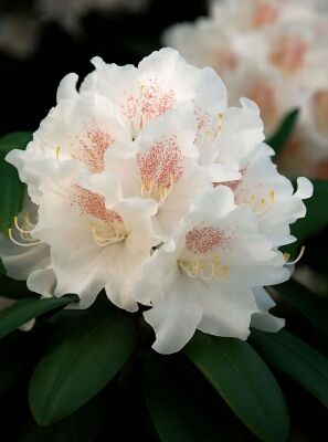 Rhododendron auf Stamm gnstig in Top-Baumschulqualitt kaufen