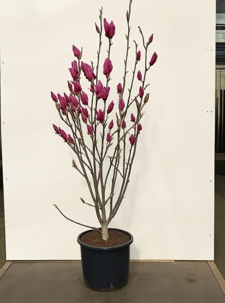 Magnolia 'Starburst'® / Magnolie 'Starburst'® 175-200 cm C20, mehrstämmiger Strauch im Container mit purpurrosa Blütenknospen