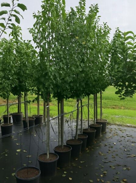 Prunus domestica 'Reine Claude Verte' – Pflaume Reine Claude Verte, Halbstamm im Container mit dicht belaubter Krone.