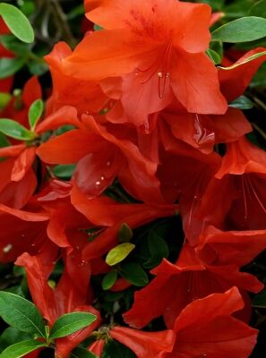 Orange blhende Rhododendron und Azaleen gnstig kaufen
