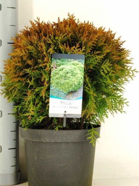 Thuja occidentalis 'Danica' / Lebensbaum 'Danica' im Topf, kugelförmiger Wuchs, 30–40 cm, C5