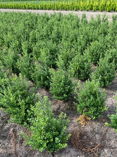 Japanische Stechpalme Ilex crenata 'Caroline Upright', 60–80 cm, im Beet wachsende grüne Sträucher mit dichtem Laub.