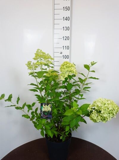 Limonenfarbene Rispen-Hortensie 'Limelight ®'  / Limonenfarbene Rispen-Hortensie 'Limelight ®' 