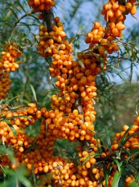 Hippophae rhamnoides 'Julia' / Sanddorn 'Julia'