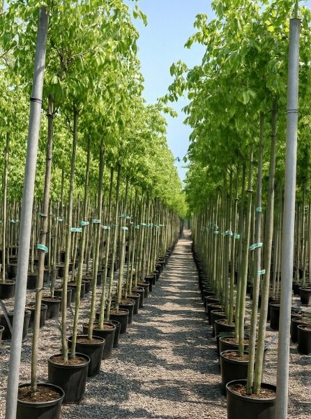 Silberbunter Eschen-Ahorn (Acer negundo 'Argenteovariegatum') Hochstamm 8-10 StU im Container, Reihe junger Bäume in Töpfen