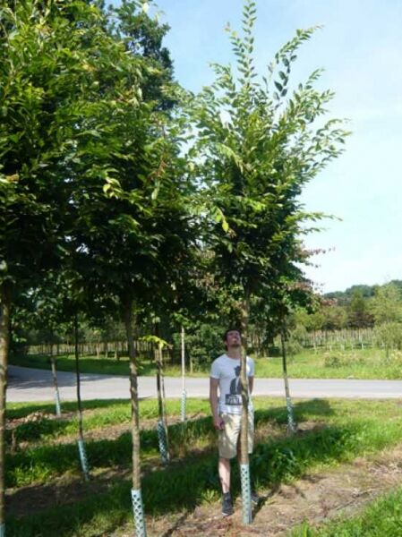 Prunus serrulata 'Amanogawa' / Säulen-Zierkirsche 'Amanogawa' Hochstamm 20-25 StU mit durchgehendem Stamm und Krone in Baumschule