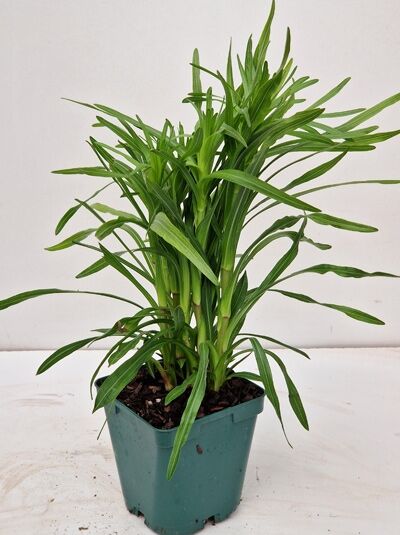 Liatris spicata 'Kobold' / Prachtscharte 'Kobold' P9, grüne Pflanze im Topf mit schmalen, aufrechten Blättern.