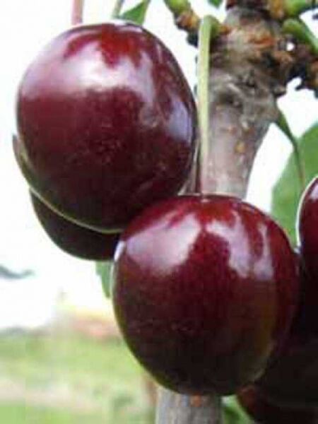 Süßkirsche \'Regina\' / Prunus avium \'Regina\' | Obstbäume & Gemüsepflanzen
