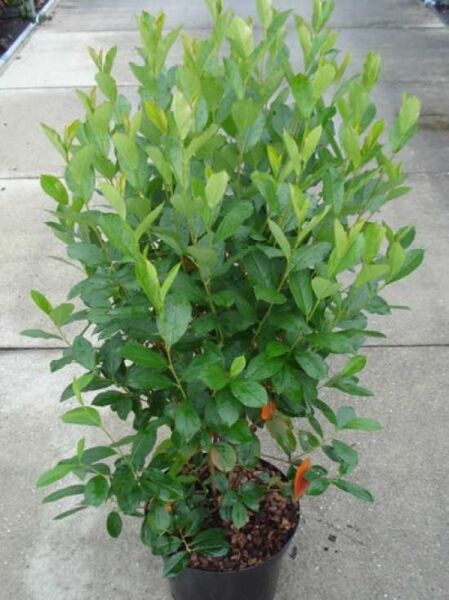 Aronia melanocarpa, Schwarzfrüchtige Apfelbeere 80-100 cm C12, buschige Pflanze im schwarzen Topf mit grünem Laub.