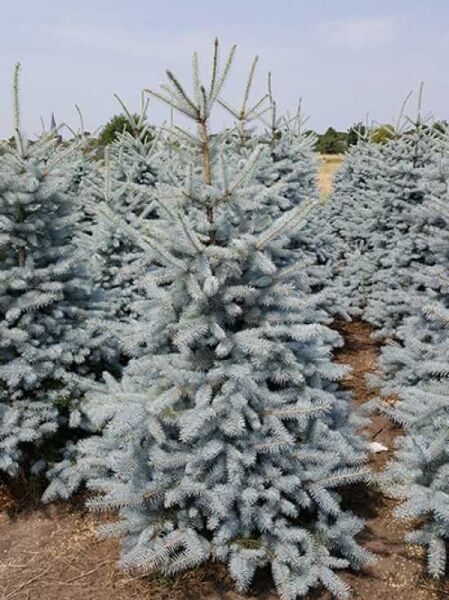 Picea pungens 'Blue Diamond' / Kegel-Blaufichte