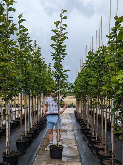 Magnolia soulangiana 'Heaven Scent' / Tulpen-Magnolie 'Heaven Scent' Hochstamm im Container, aufrecht wachsender Stamm mit grünem Laub