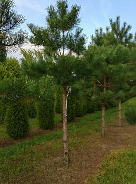 Pinus nigra ssp. nigra 'Hochstamm' / Österreichische Schwarz-Kiefer Hochstamm mit geradem Stamm und buschiger Nadelkrone