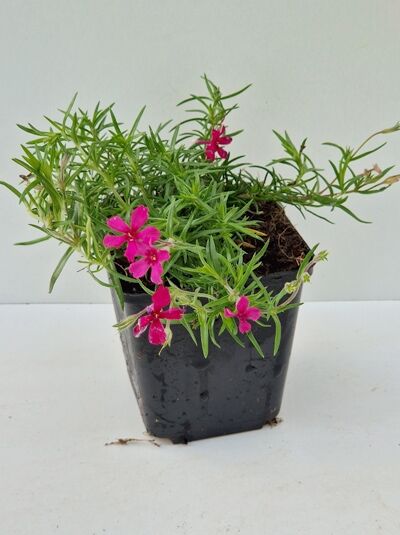 Polster-Phlox 'Red Wings' / Polster-Phlox 'Red Wings'