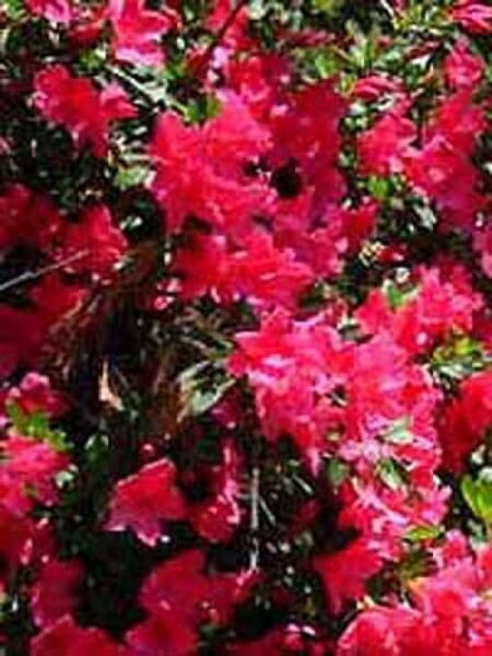 Japanische Azalee 'Toreador' / Rhododendron obtusum 'Toreador'