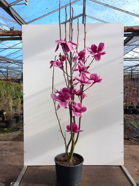 Magnolia ‘Shirazz‘ / Tulpenmagnolie ’Shirazz‘ 125-150 cm C20 im Topf, mehrstämmig, mit pinken Blüten an aufrechten Trieben.