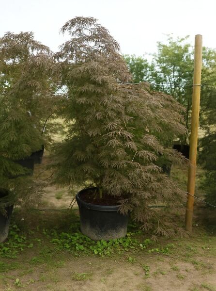 Roter Schlitz-Ahorn (Acer palmatum) 'Dissectum Ornatum'/'Dissectum Atropurpureum' 175-200 cm im C50-Container, rotes Laub