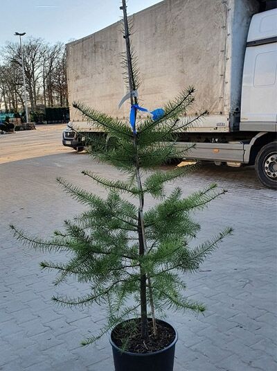 Pseudotsuga menziesii (Douglasie) Nadelbaum im Container, Höhe 125-150 cm, C20, mit aufrechtem Stamm und Seitenästen
