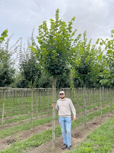Tilia platyphyllos 'Rubra' / Korallenrote Sommer-Linde, Hochstamm 16–18 StU, Baum mit geradem Stamm und grüner Krone