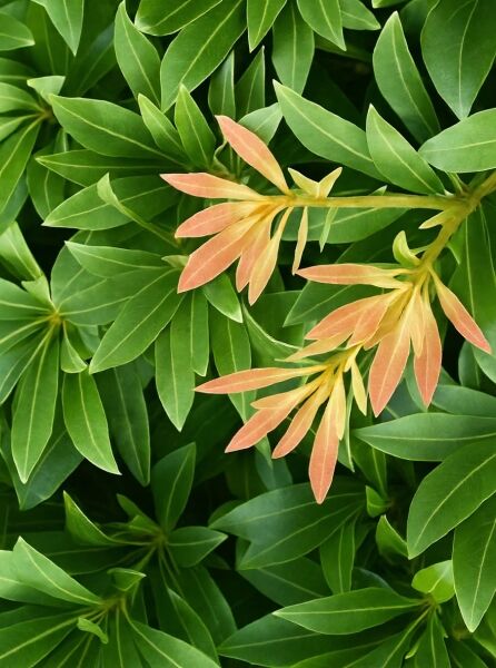 Pieris japonica 'Debutante' / Japanische Lavendelheide 'Debutante' mit grünem Laub und bronzefarbenem Neuaustrieb