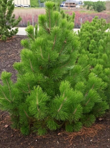 Pinus leucodermis / Schlangenhaut-Kiefer 125-150 cm m. Db., kompakt wachsender Nadelbaum mit dichtem, grünen Nadelkleid