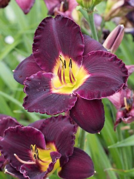 Taglilie 'Bela Lugosi' / Hemerocallis cultorum 'Bela Lugosi'