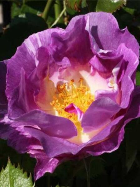 Stammrose 'Blue for You' / Rosa 'Blue for You ®'