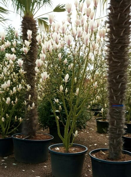 Magnolia soulangiana (Tulpen-Magnolie) 250–300 cm C150 im Container mit aufrechten Trieben und hellrosa Blütenknospen.