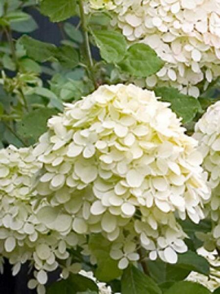 Hydrangea paniculata 'Little Lime ®' / Rispen-Hortensie 'Little Lime'