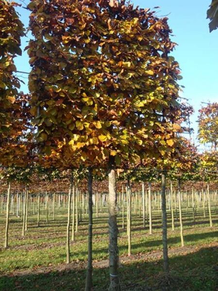 Rot-Buche 'Hochstamm-Spalier' H:160 B:160 T:20 (Stamm 170 cm) / Rot-Buche 'Hochstamm-Spalier' H:160 B:160 T:20 (Stamm 170 cm)