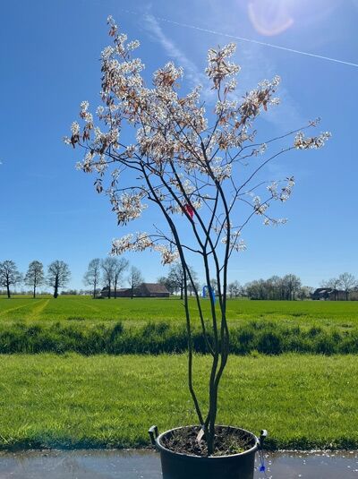 Kupfer-Felsenbirne 200 - 250 cm Schirmform / Amelanchier lamarckii (876137)