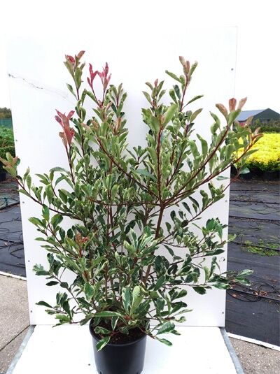 Weigrne Glanzmispel 'Pink Marble' - Photinia fraseri 'Pink Marble '