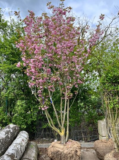 Japanische Nelken-Kirsche 'Kanzan' mehrstämmig / Prunus serrulata 'Kanzan' (876209)