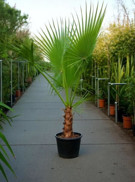 Washingtonia robusta (Mexikanische Washington-Palme) im Topf, 150–175 cm, C50, mit fächerförmigen grünen Blättern