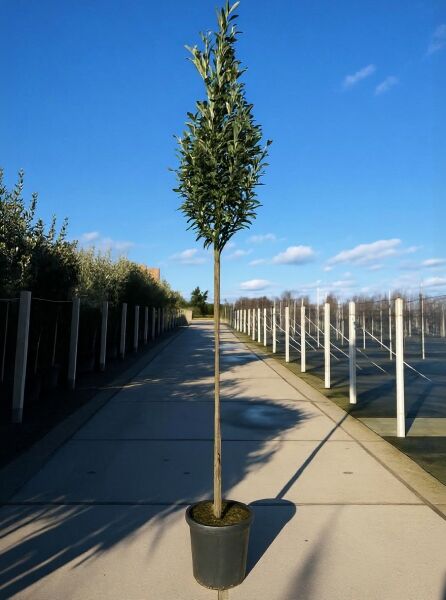 Prunus laurocerasus 'Genolia' Hochstamm, Kirschlorbeer 'Genolia', 180 cm Stamm 10-12 StU, im Container mit schmaler Krone
