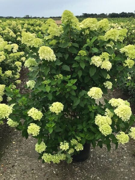 Limonenfarbene Rispen-Hortensie 'Limelight ®'  / Limonenfarbene Rispen-Hortensie 'Limelight ®' 