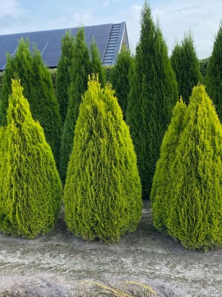 Thuja occidentalis 'Golden Smaragd' (Lebensbaum) 175–200 cm mit Ballen, kegelförmiger Wuchs, goldgrünes Nadelkleid