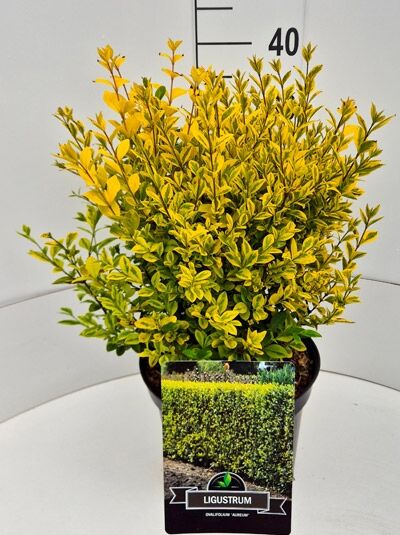 lonicera caerulea borealis HASKAP BOREALIS – Knippel Garden Centre