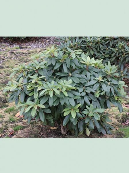 Rhododendron Hybride 'Bunter Favorit' / Rhododendron 'Bunter Favorit'