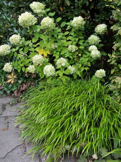 Berg-Gras 'Beni Kaze' (Hakonechloa macra 'Beni Kaze'), horstbildendes Ziergras mit bogig überhängenden, schmalen grünen Blättern.