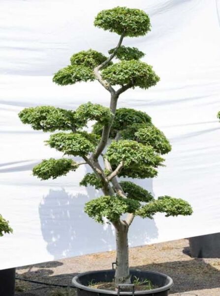 Ulmus minor 'Jacqueline Hillier' H: 220 cm B: 140 cm / Garten-Bonsai (610)