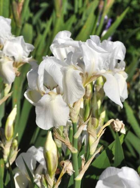 Iris barbata-elatior 'White Knight' / Hohe Schwertlilie