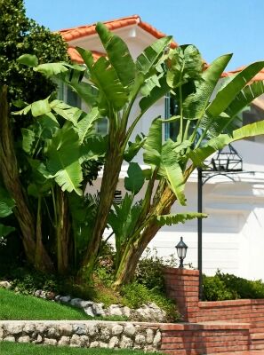 plant v ZZ Plant - Large (2-3' tall) Cement Grey Planter