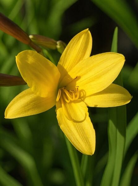 Taglilie 'Rundblick' (Hemerocallis cultorum 'Rundblick') mit gelber, sternförmiger Blüte und schmalen grünen Blättern.