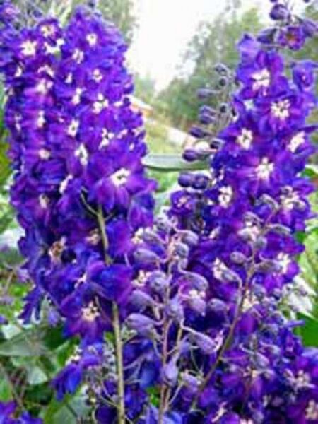 Delphinium pacific 'King Arthur' / Garten-Rittersporn