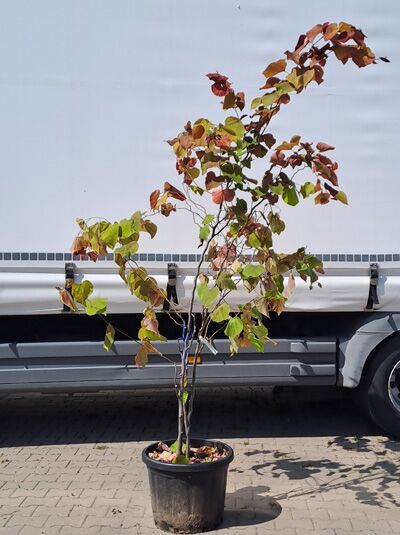 Kanadischer Judasbaum 'Eternal Flame' mehrstämmig 175-200 cm  / Cercis canadensis 'Eternal Flame' ® (874230)