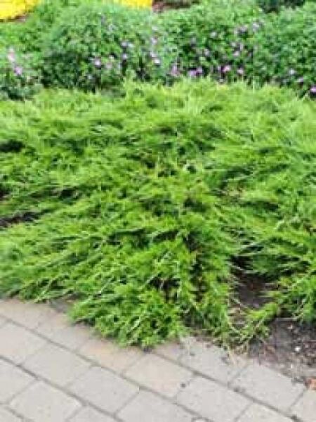 Kriech-Wacholder 'Buffalo' / Sadebaum 'Buffalo' / Juniperus sabina 'Buffalo'