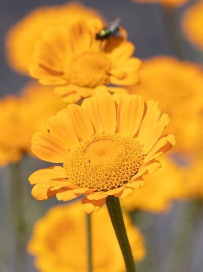 Rila-Hunds-Kamille (Anthemis sancti-johannis) mit gelben, margeritenähnlichen Blüten an grünen Stielen.